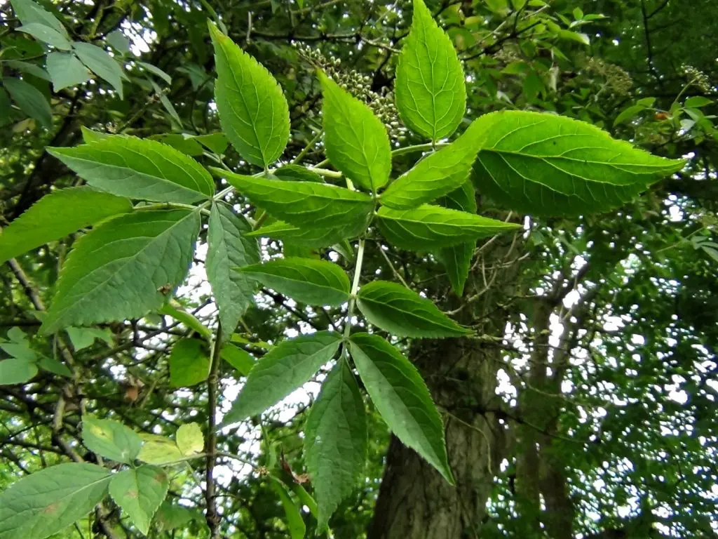 Elder Tree