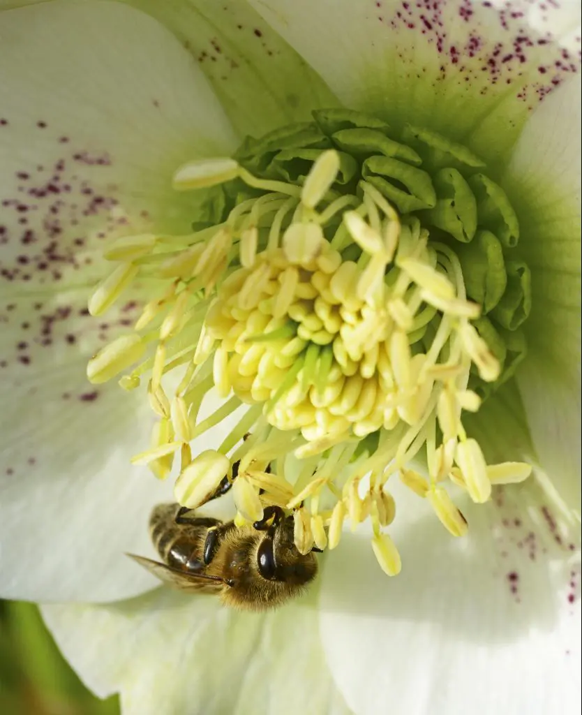 MRM Honeybee Hellebore e1617102622329