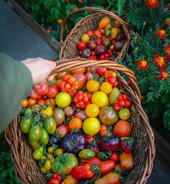 Diana tomatoes