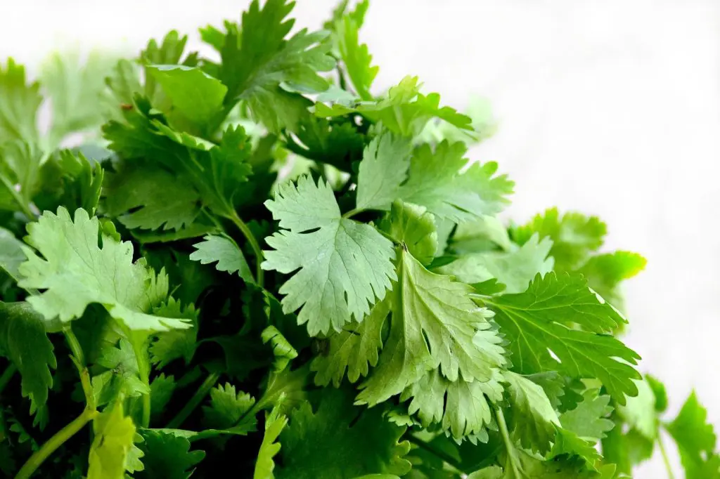 cilantro 1287301 1920