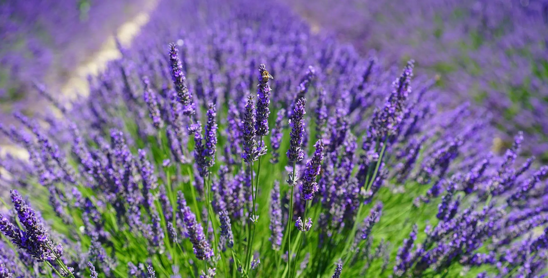 lavender 1595587 1920 e1625581763984