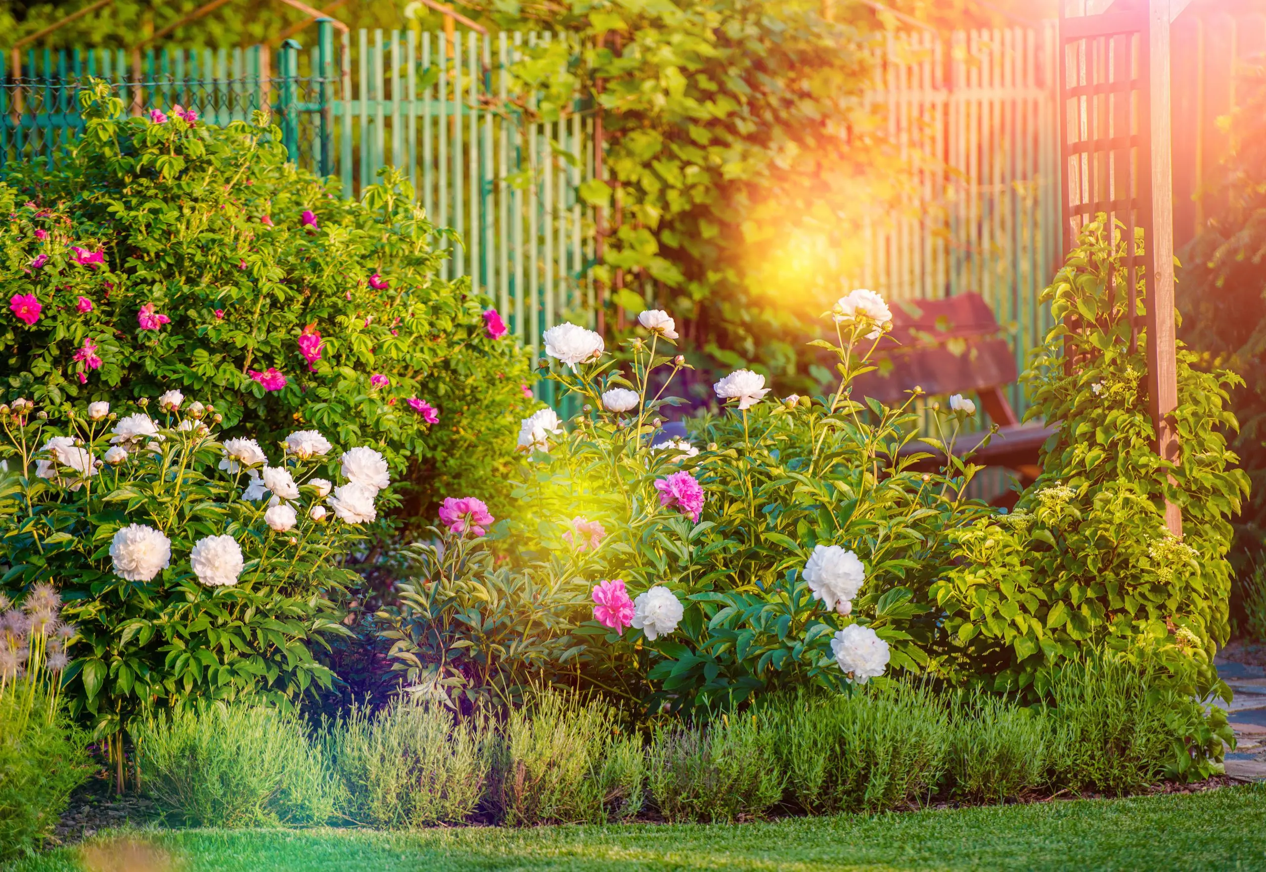 Sunny Flowering Garden