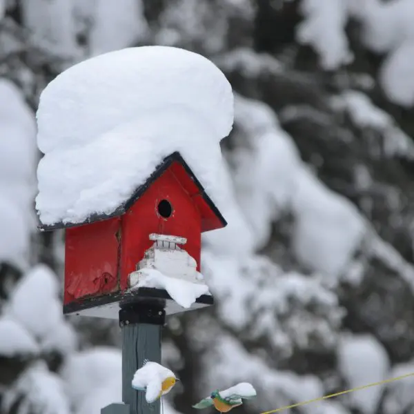 bird-house-g236d9ba1f_1920