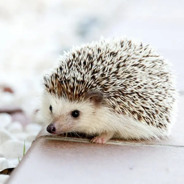 hedgehog-gd41519af1_1920