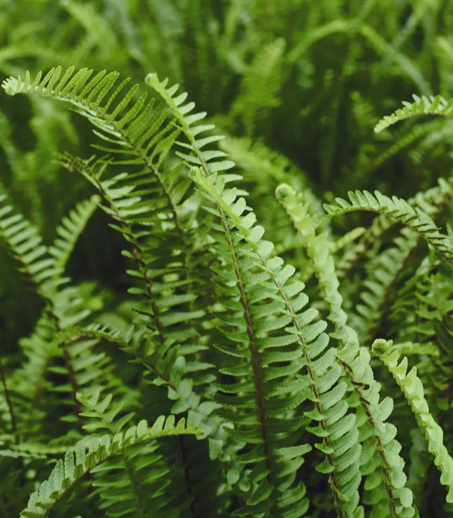 Boston Fern