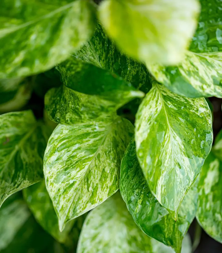 Golden Pothos