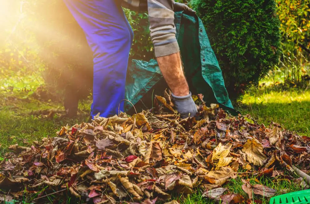 Lawn and Leaves