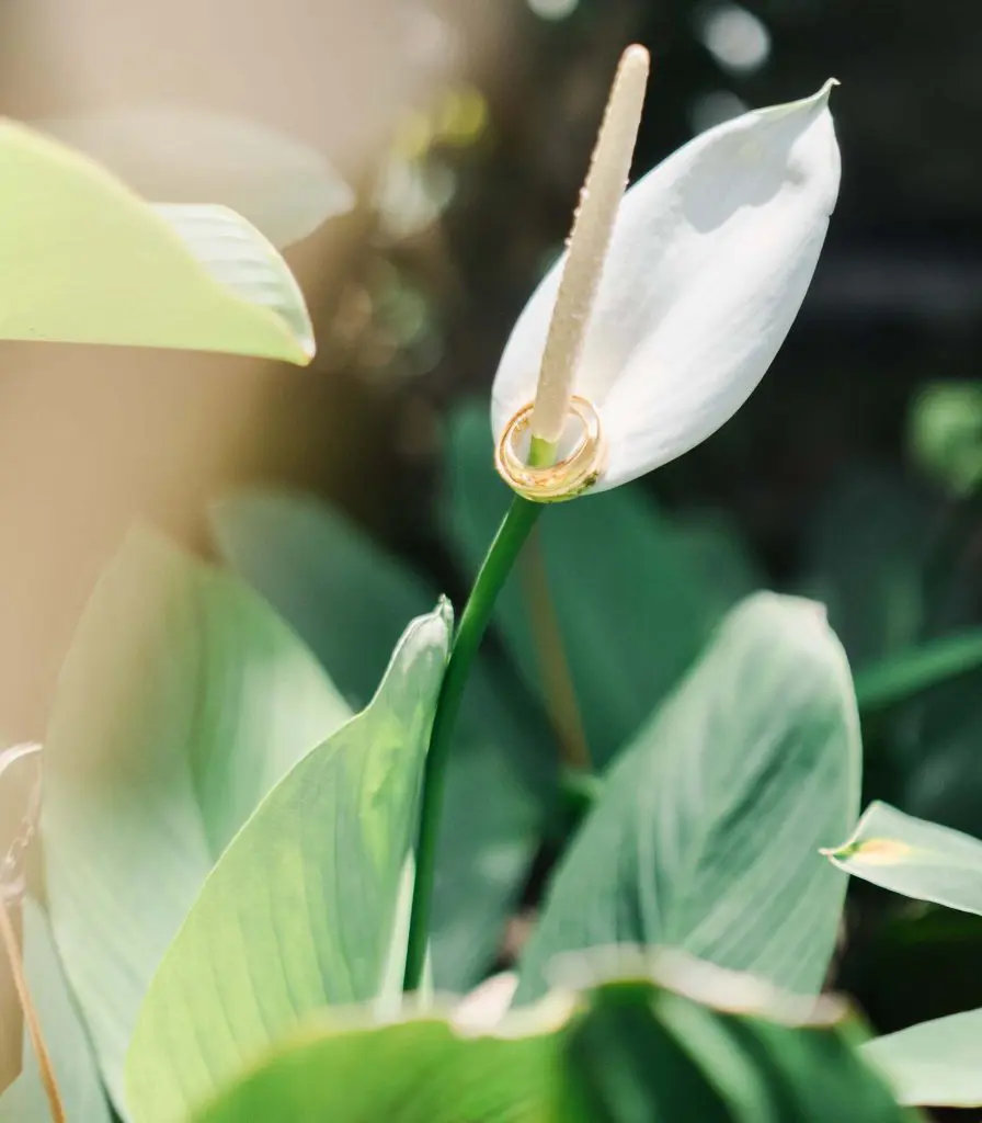 Peace Lily