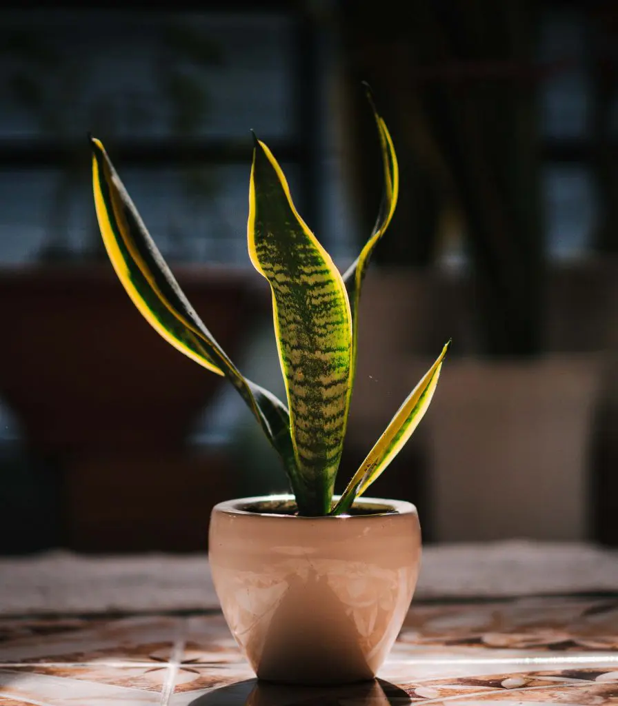 Snake Plant 1