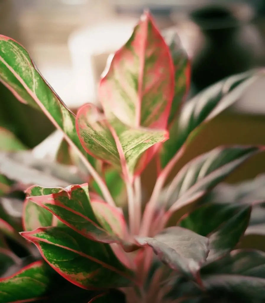 Aglaonema