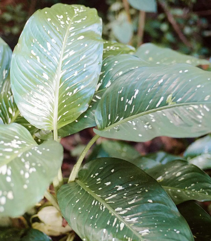 Dieffenbachia