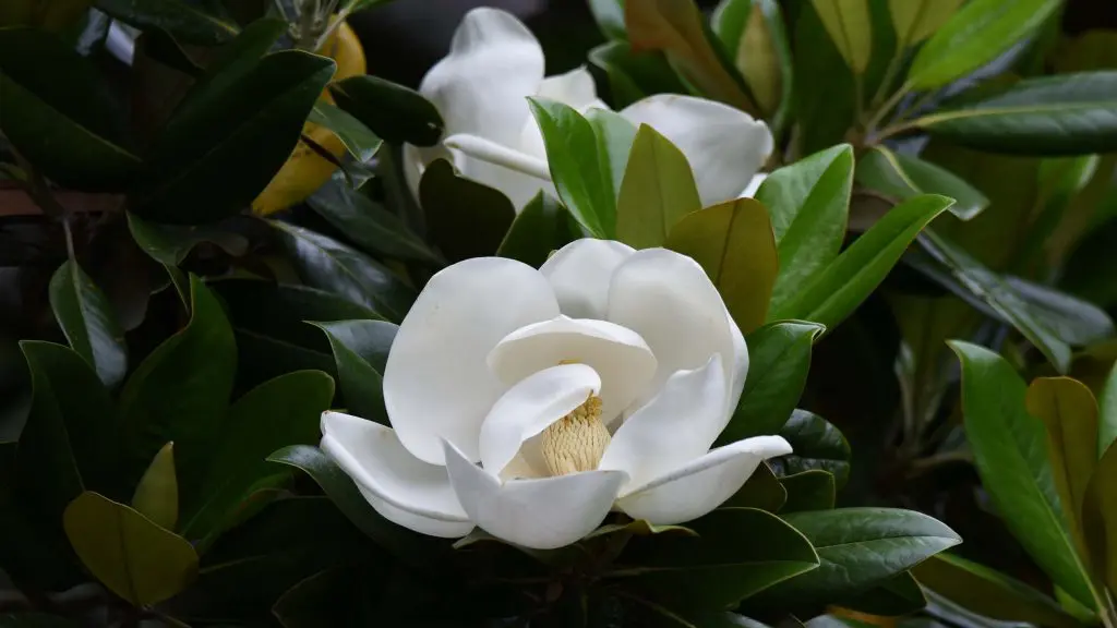 Magnolia