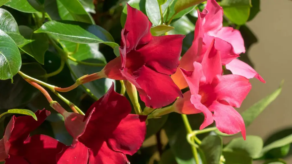 Mandevilla