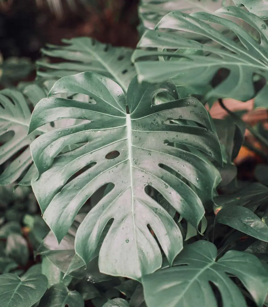 Monstera