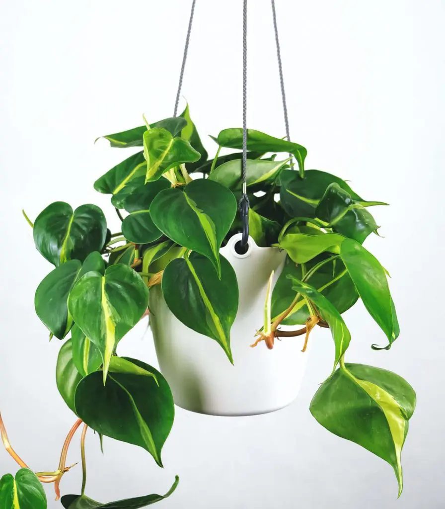 Philodendron