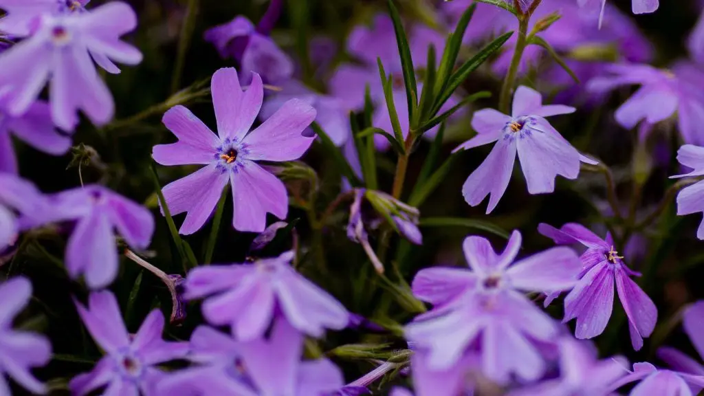 Phlox