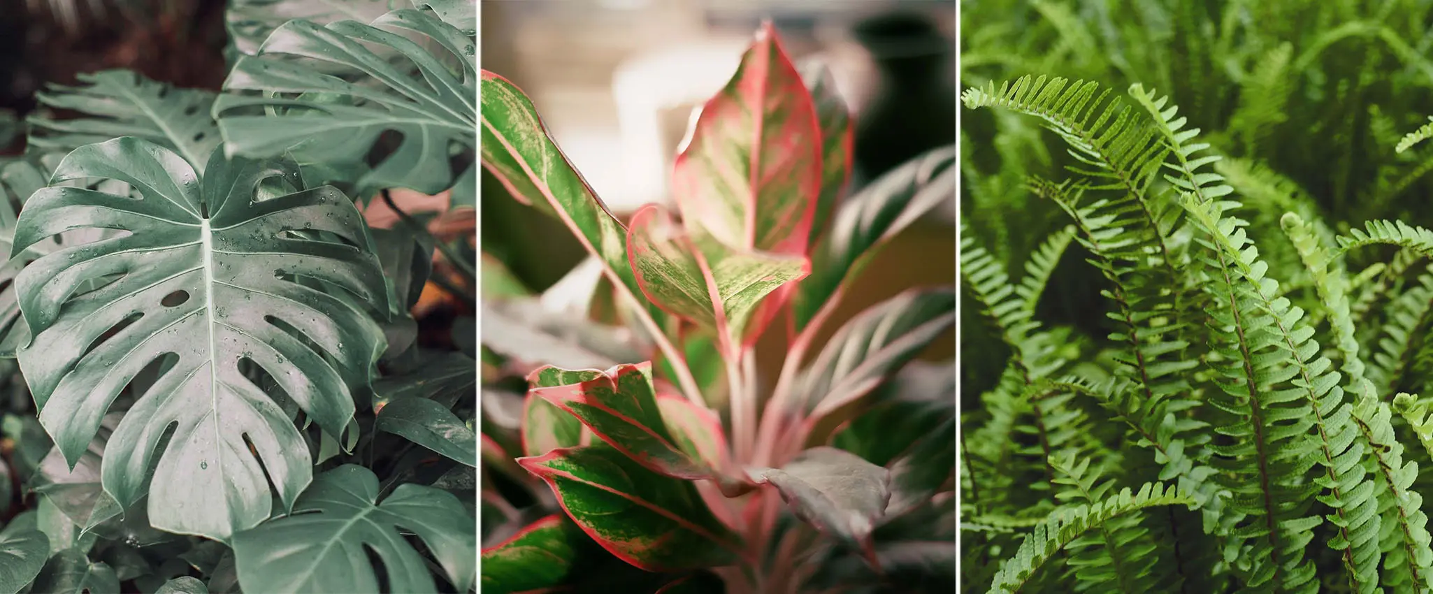 Top 10 Best Indoor Plants For Dark Rooms