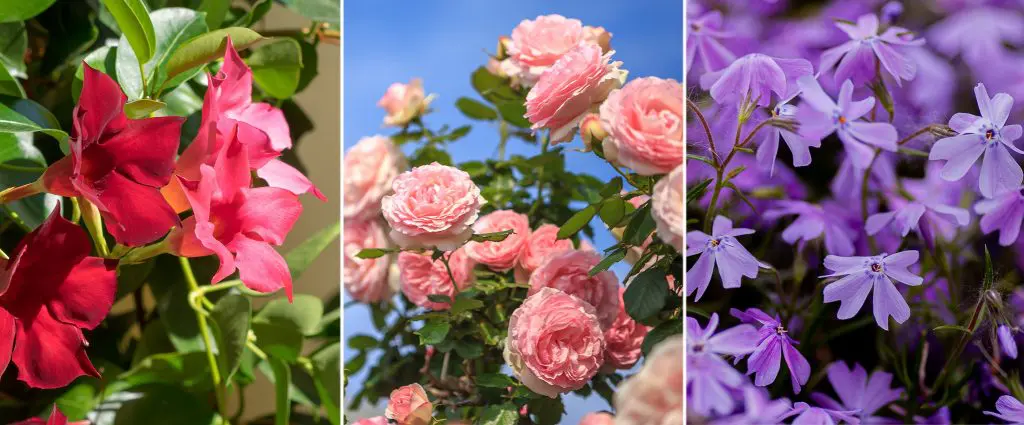 Top 10 Best-Smelling Plants For Your Garden