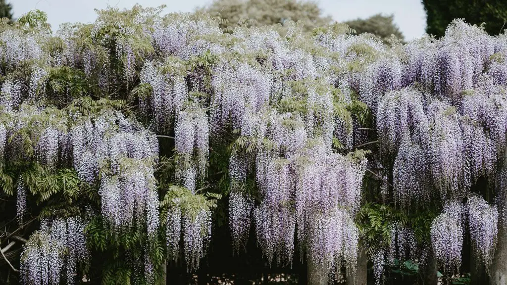 Wisteria