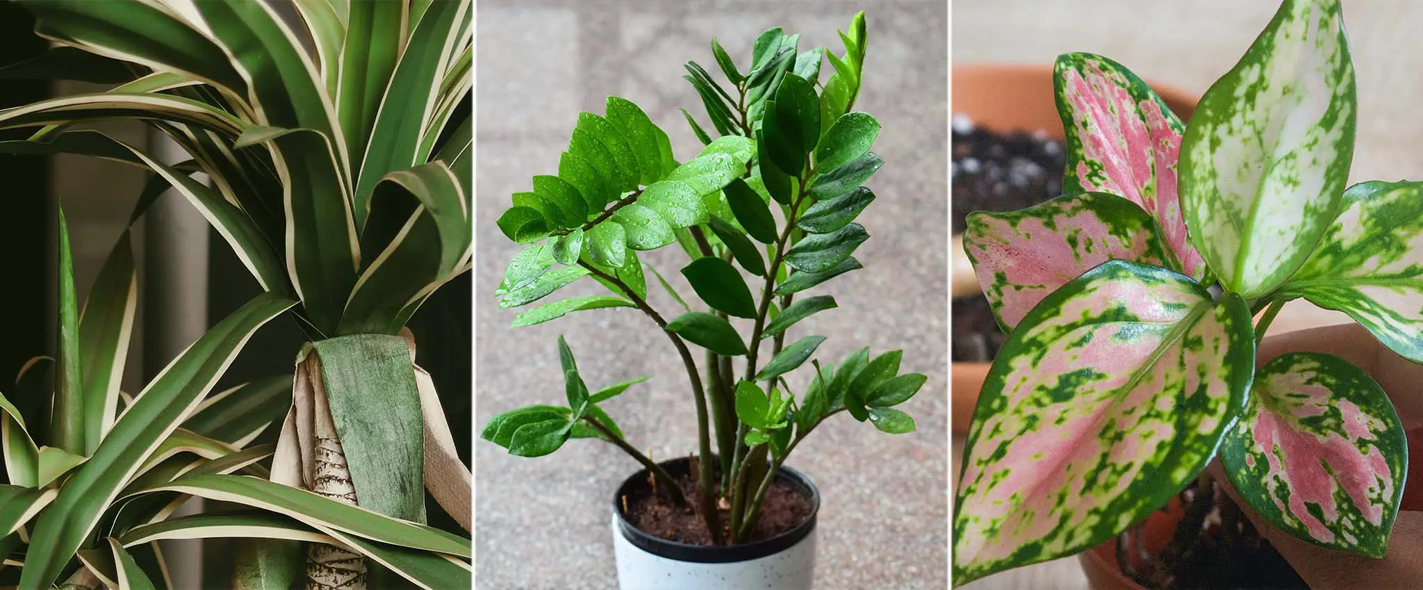 Top 5 Best Plants for the Office