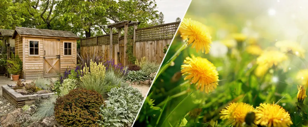 Top 6 Flower Gardening Tips You Should Know