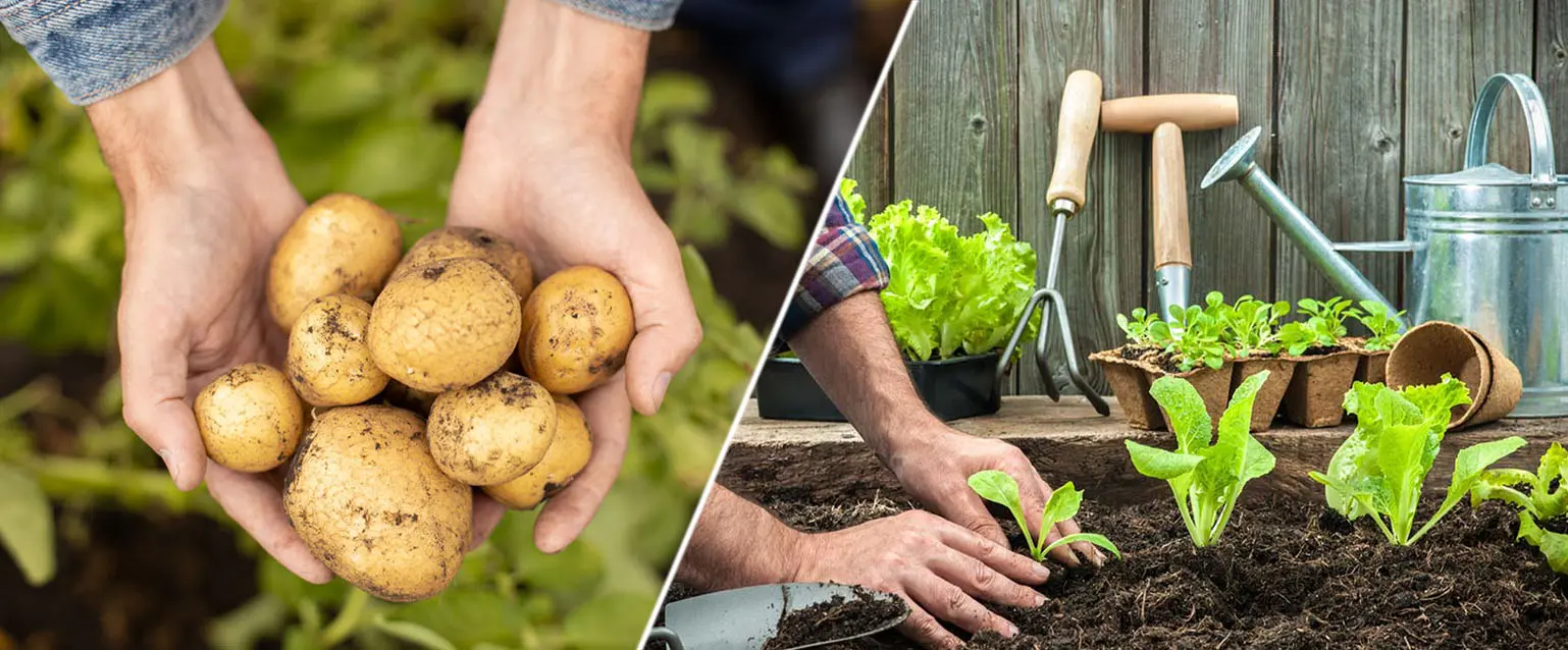 Top 8 Easy-to-Grow Vegetables