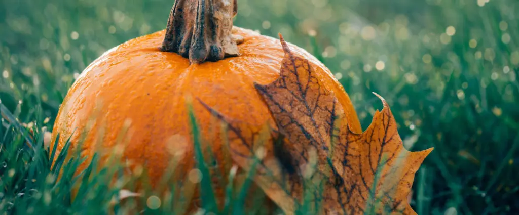 Add a Spooky Touch of Halloween Fun to Your Garden