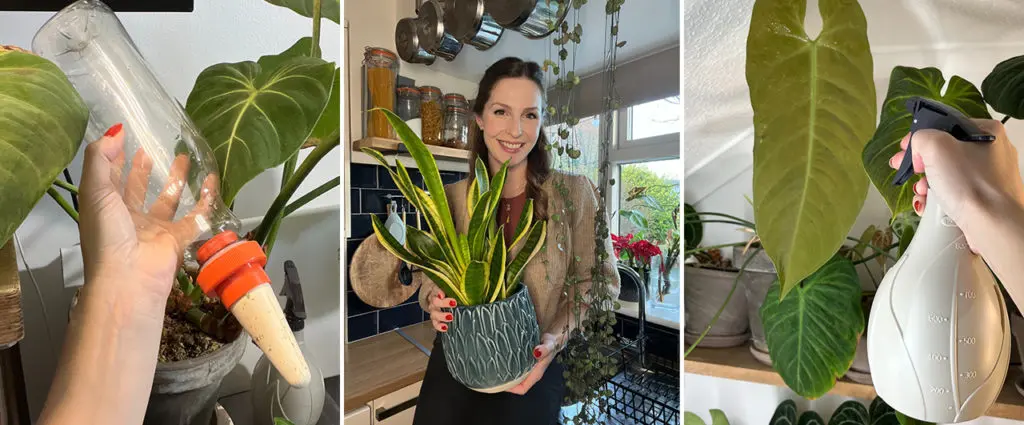 5 Tips for Healthy Houseplants in Winter – @theplantparlourgram