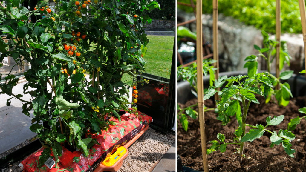 Container Gardening: Vegetables