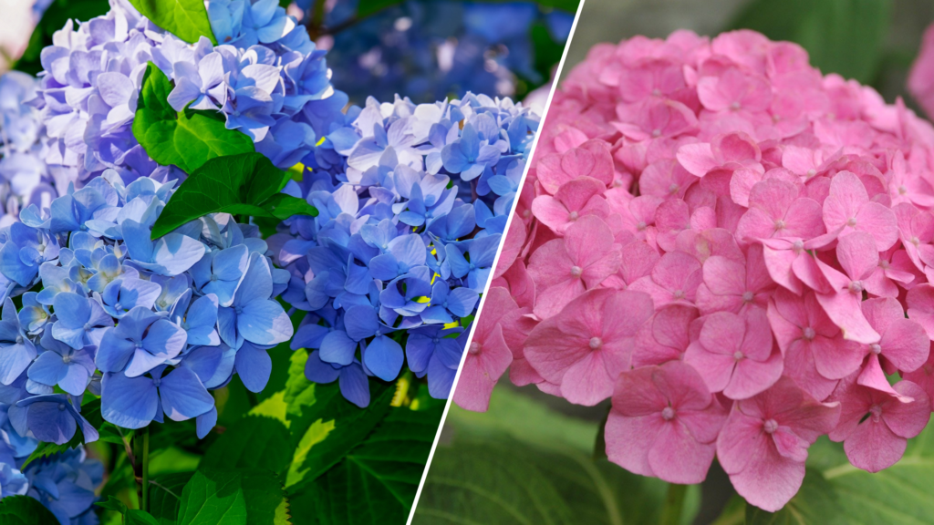 The Magical World of Hydrangeas: How to Change Their Colour