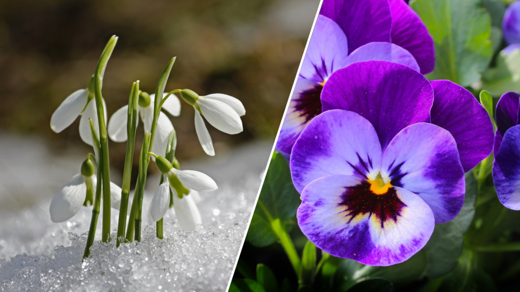 Best Winter-Flowering Plants: Our Top 10