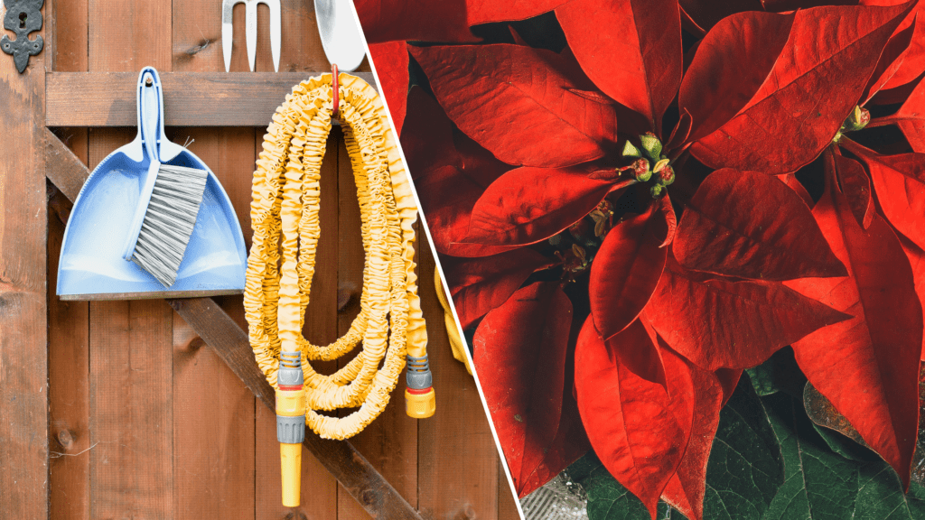 December Gardening Tips – Your Monthly Checklist