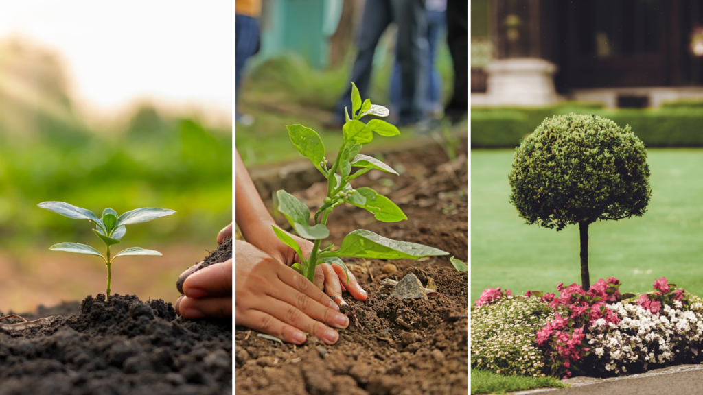 How and When to Plant Different Trees