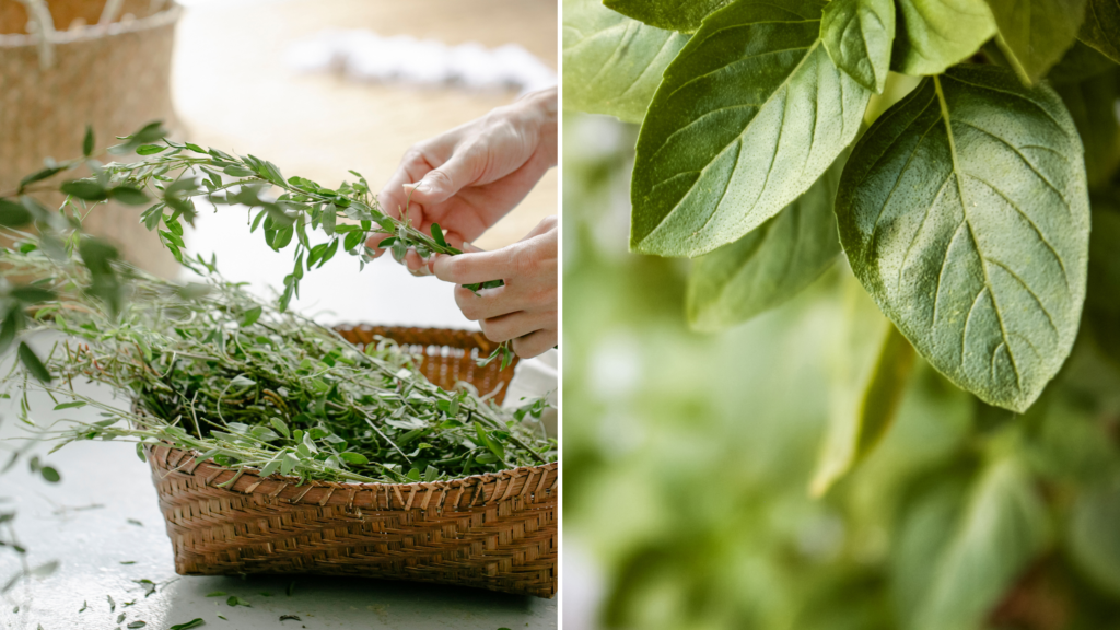 A Guide to Harvesting and Drying Herbs