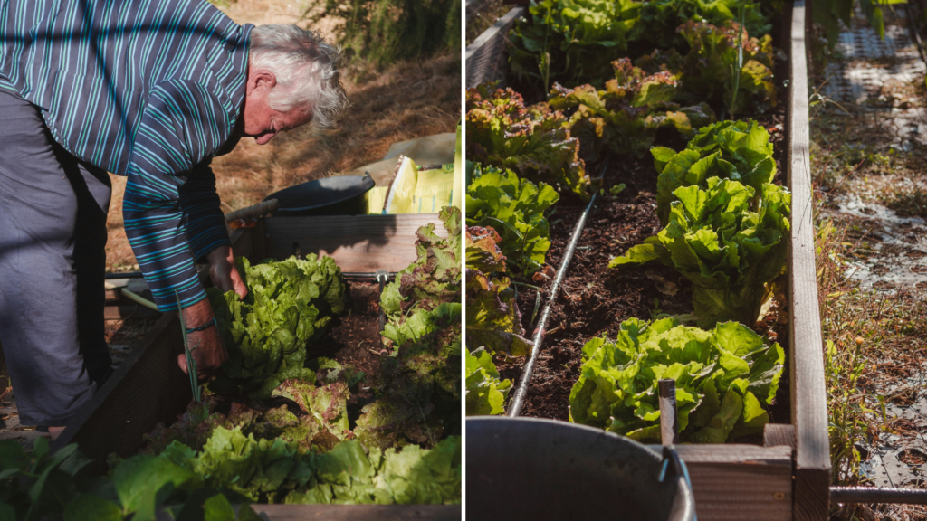 Square-Foot Gardening: Where to Start