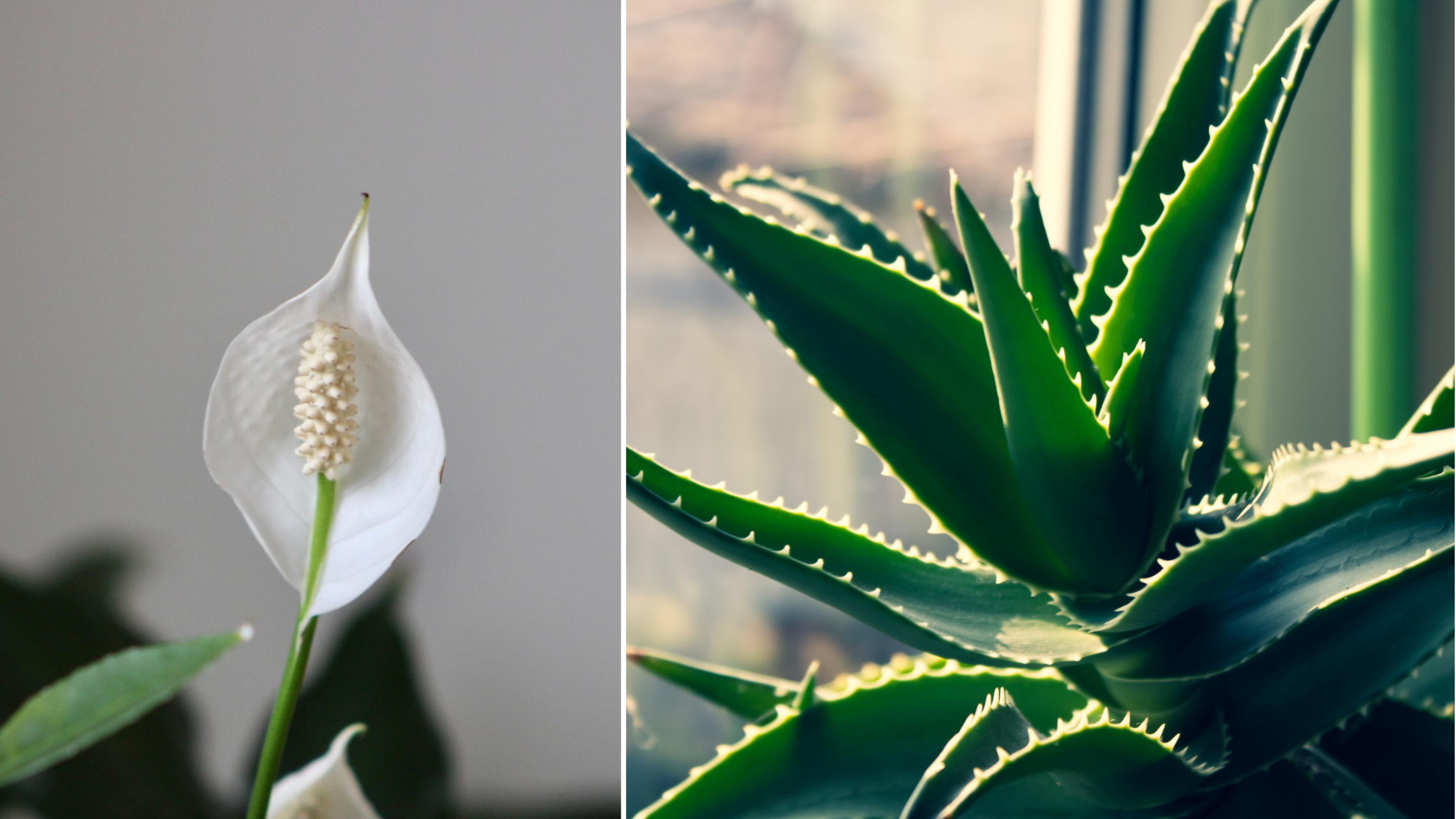 Best Houseplants for Clean Air