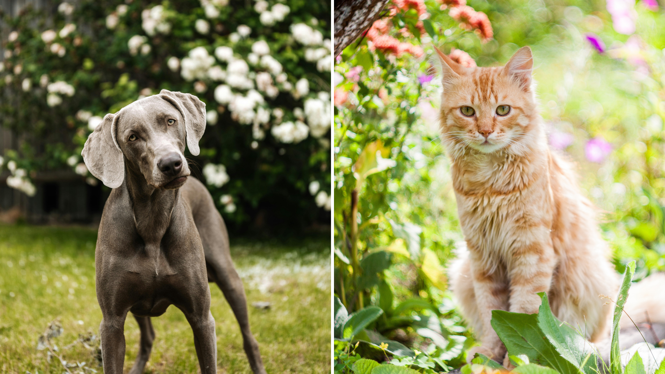 Pet-Friendly Plants: Creating a Safe and Beautiful Home for Your Furry Friends