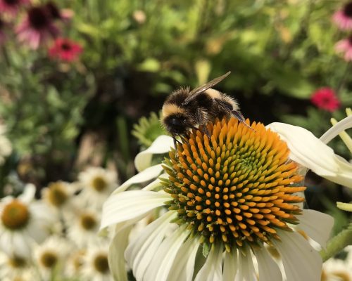 Echinacea