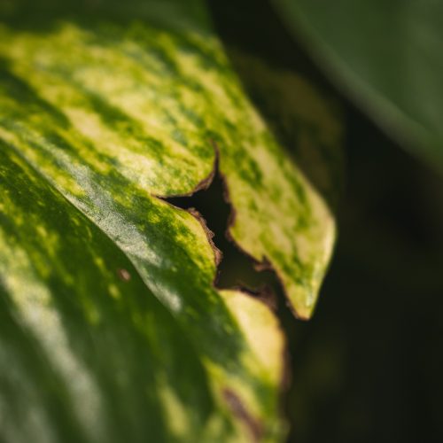 Leaf damage - disease