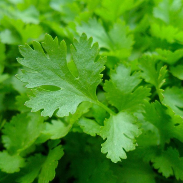 Parsley