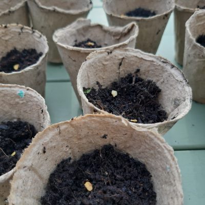 seeds sown in pots