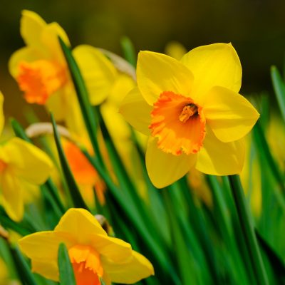 daffodils-4918917_1920