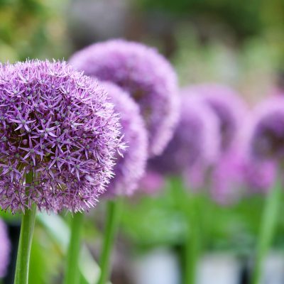 giant-allium-6258042_1920