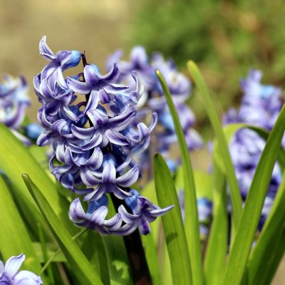 hyacinth-4973655_1920