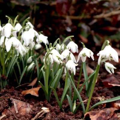 snowdrop-4770493_1920