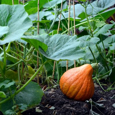 pumpkin growing