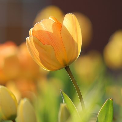 tulips-690320_1920