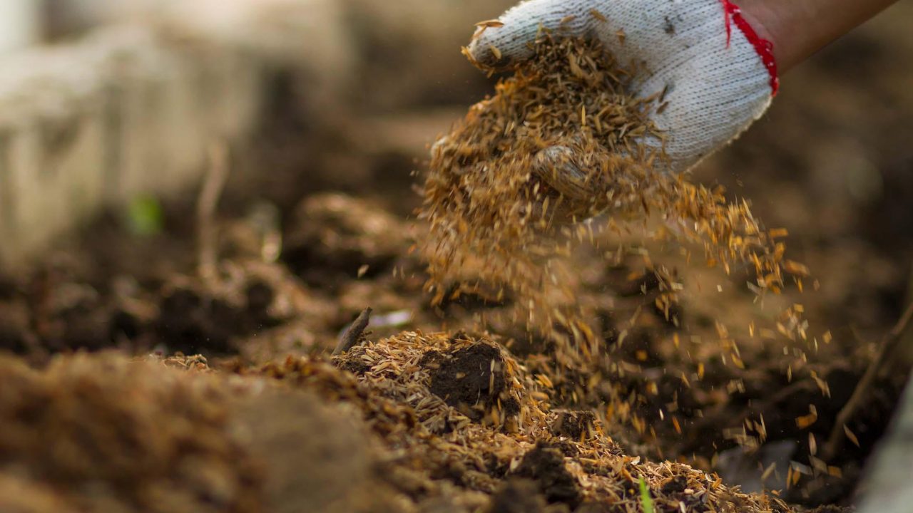 Compost Spreading in the garden at home