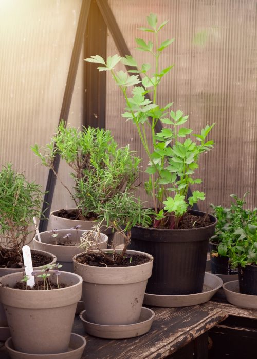 Herbs in planting pots with compost