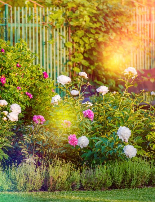 Sunny Flowering Garden